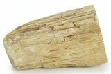 Triassic-Age Petrified Wood Log - Madagascar #379254-1